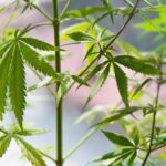 Akne og CBD behandling